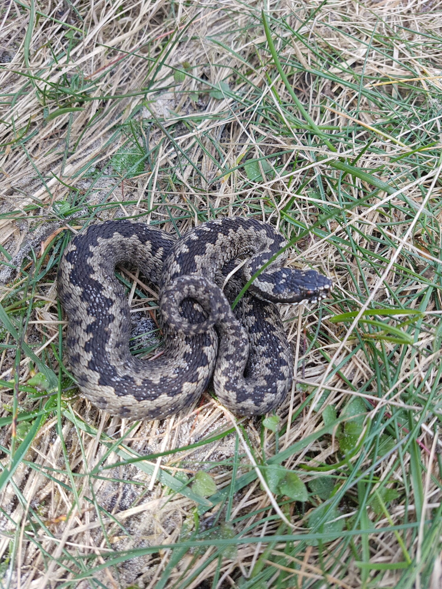 NaturSafari – Filsø over og under vandet. 1